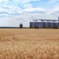 A brown barley field